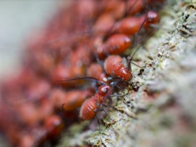 pexels-photo-3790394